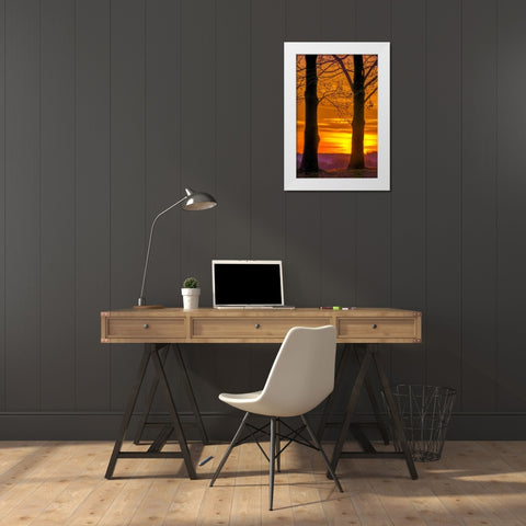 Pennsylvania, King of Prussia Tree at sunrise White Modern Wood Framed Art Print by OBrien, Jay