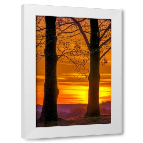 Pennsylvania, King of Prussia Tree at sunrise White Modern Wood Framed Art Print by OBrien, Jay