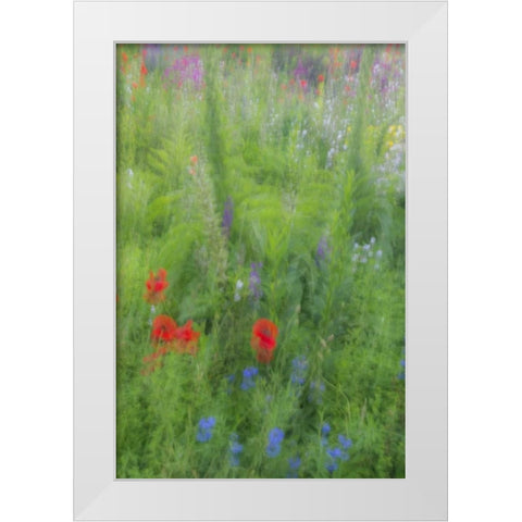 USA, Pennsylvania Summer flowers abstract White Modern Wood Framed Art Print by OBrien, Jay