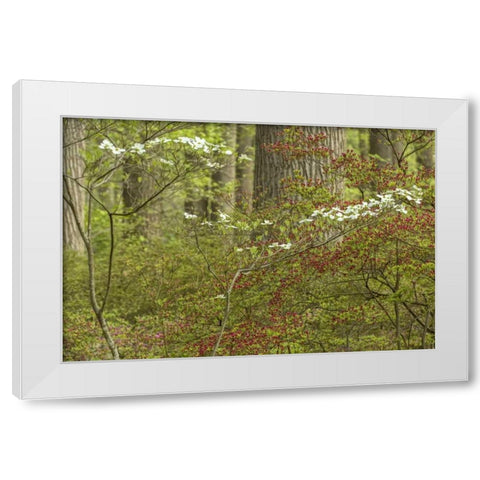 USA, Pennsylvania Spring, forest scenic White Modern Wood Framed Art Print by OBrien, Jay