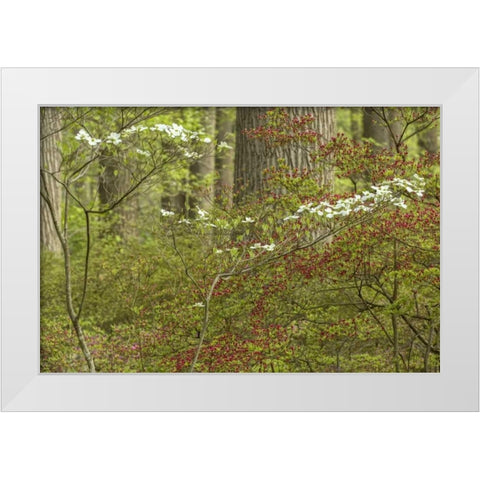 USA, Pennsylvania Spring, forest scenic White Modern Wood Framed Art Print by OBrien, Jay