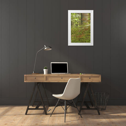 USA, Pennsylvania Spring, forest scenic White Modern Wood Framed Art Print by OBrien, Jay