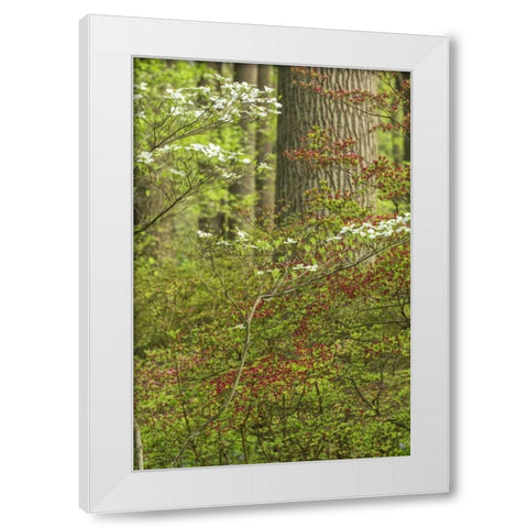 USA, Pennsylvania Spring, forest scenic White Modern Wood Framed Art Print by OBrien, Jay