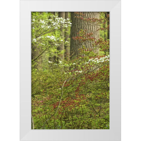 USA, Pennsylvania Spring, forest scenic White Modern Wood Framed Art Print by OBrien, Jay