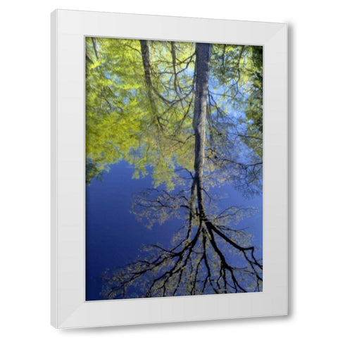 USA, Pennsylvania Tree reflected in pond White Modern Wood Framed Art Print by OBrien, Jay
