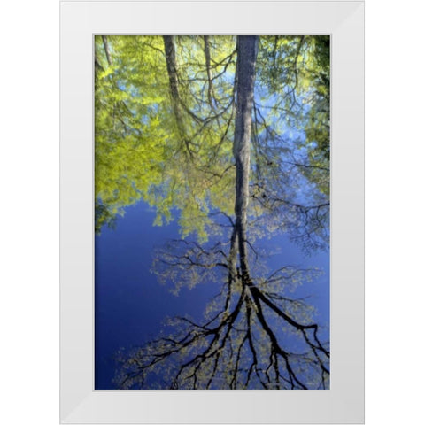 USA, Pennsylvania Tree reflected in pond White Modern Wood Framed Art Print by OBrien, Jay