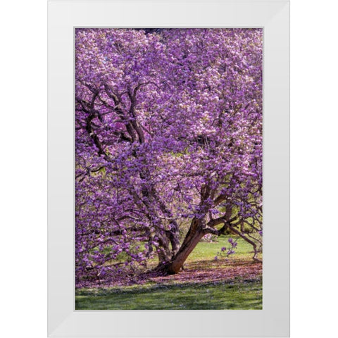 USA, Pennsylvania Tree in bloom White Modern Wood Framed Art Print by OBrien, Jay