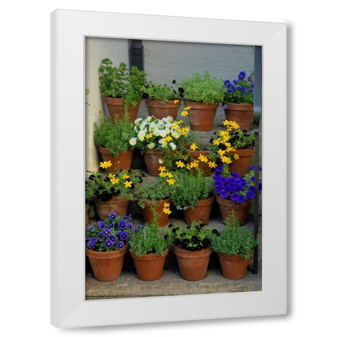 USA, Pennsylvania Potted flowers White Modern Wood Framed Art Print by OBrien, Jay