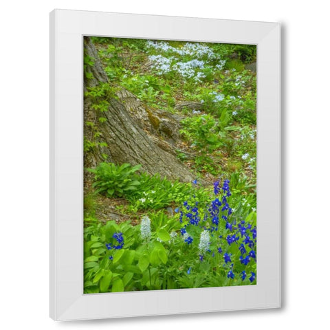 USA, Pennsylvania Spring scenic White Modern Wood Framed Art Print by OBrien, Jay