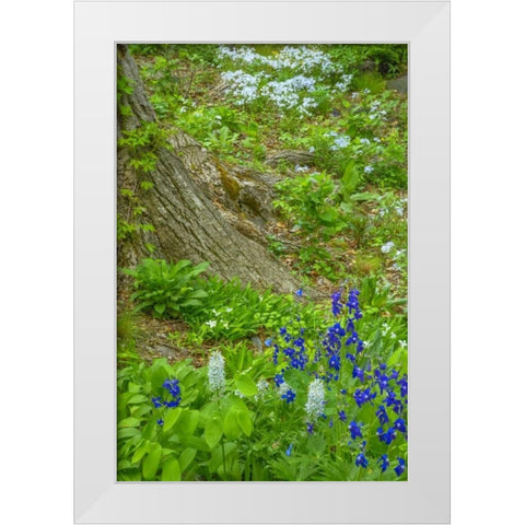 USA, Pennsylvania Spring scenic White Modern Wood Framed Art Print by OBrien, Jay