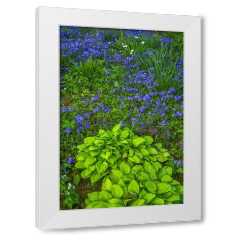 USA, Pennsylvania Spring scenic White Modern Wood Framed Art Print by OBrien, Jay