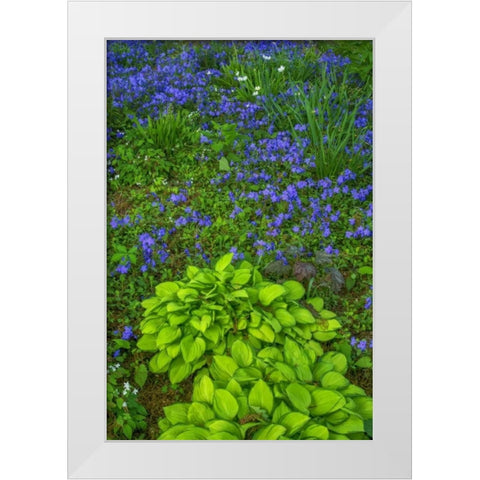 USA, Pennsylvania Spring scenic White Modern Wood Framed Art Print by OBrien, Jay