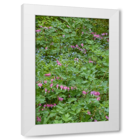 USA, Pennsylvania Spring scenic White Modern Wood Framed Art Print by OBrien, Jay