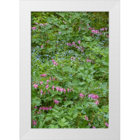 USA, Pennsylvania Spring scenic White Modern Wood Framed Art Print by OBrien, Jay