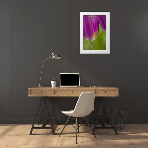 USA, Pennsylvania Tulip Garden White Modern Wood Framed Art Print by OBrien, Jay