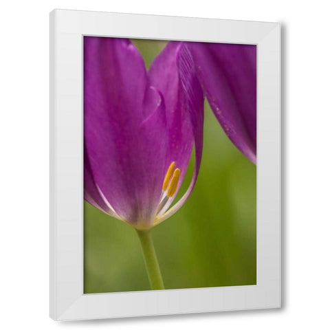 USA, Pennsylvania Tulip Garden White Modern Wood Framed Art Print by OBrien, Jay