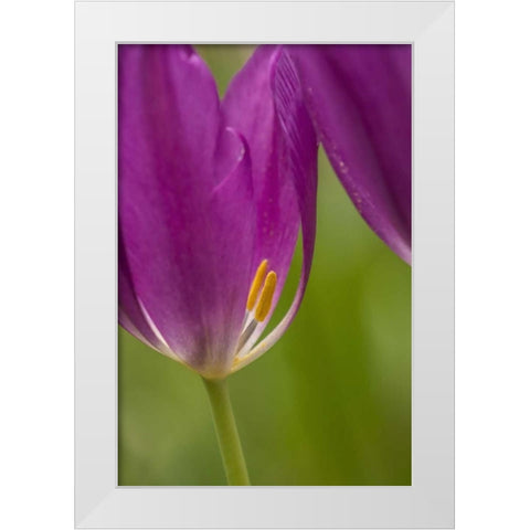 USA, Pennsylvania Tulip Garden White Modern Wood Framed Art Print by OBrien, Jay