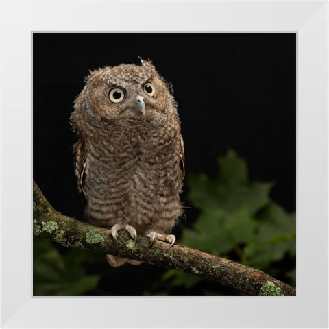 Eastern Screech-owl- Central Pennsylvania White Modern Wood Framed Art Print by McDonald, Joe and Maryann