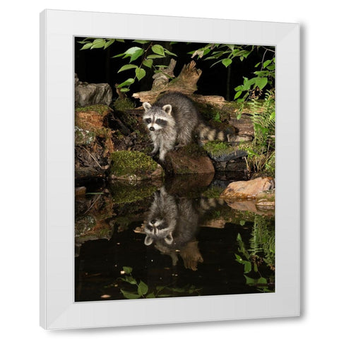 Raccoon- Pennsylvania- USA White Modern Wood Framed Art Print by McDonald, Joe and Maryann