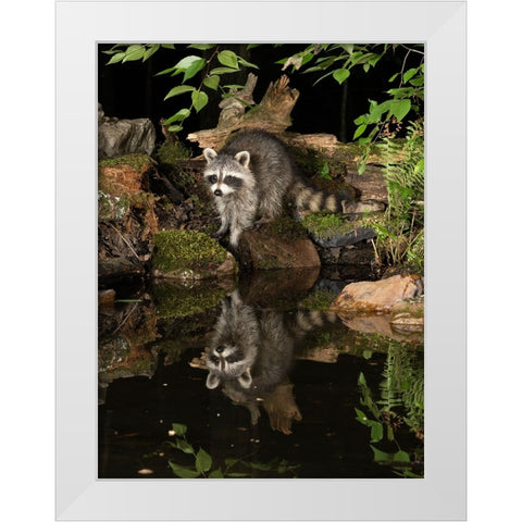 Raccoon- Pennsylvania- USA White Modern Wood Framed Art Print by McDonald, Joe and Maryann