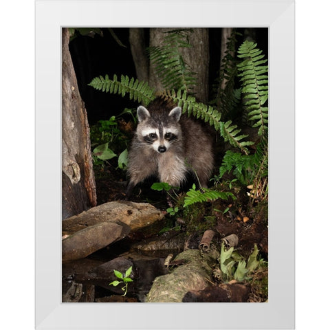 Raccoon- Pennsylvania- USA White Modern Wood Framed Art Print by McDonald, Joe and Maryann