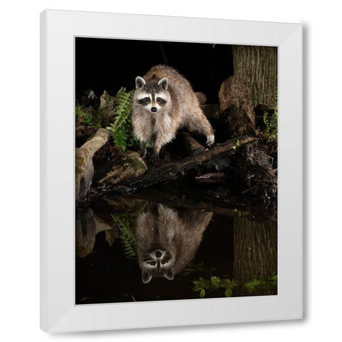 Raccoon- Pennsylvania- USA White Modern Wood Framed Art Print by McDonald, Joe and Maryann