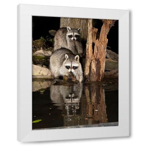 Raccoon- Pennsylvania- USA White Modern Wood Framed Art Print by McDonald, Joe and Maryann