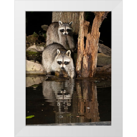 Raccoon- Pennsylvania- USA White Modern Wood Framed Art Print by McDonald, Joe and Maryann