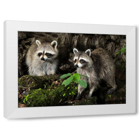 Raccoon- Pennsylvania- USA White Modern Wood Framed Art Print by McDonald, Joe and Maryann