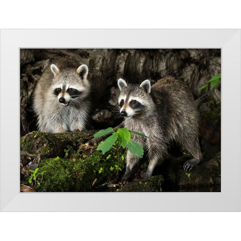 Raccoon- Pennsylvania- USA White Modern Wood Framed Art Print by McDonald, Joe and Maryann