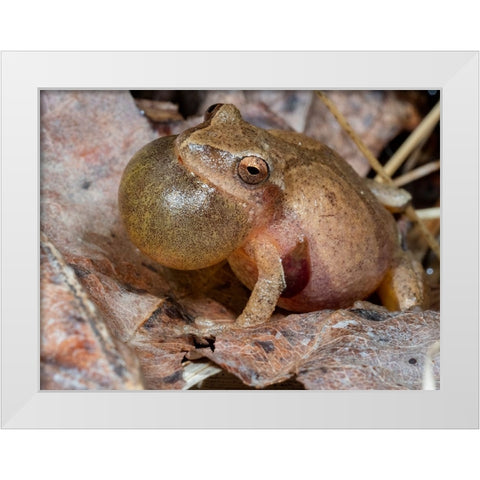 Spring peeper calling- Pennsylvania- USA White Modern Wood Framed Art Print by McDonald, Joe and Maryann