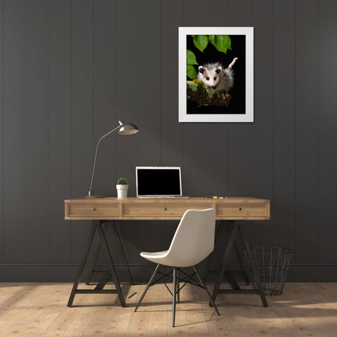 Virginia Opossum- Pennsylvania- USA. White Modern Wood Framed Art Print by McDonald, Joe and Maryann