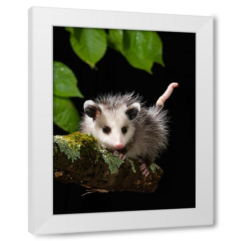 Virginia Opossum- Pennsylvania- USA. White Modern Wood Framed Art Print by McDonald, Joe and Maryann
