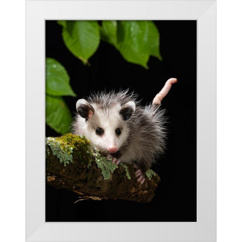 Virginia Opossum- Pennsylvania- USA. White Modern Wood Framed Art Print by McDonald, Joe and Maryann