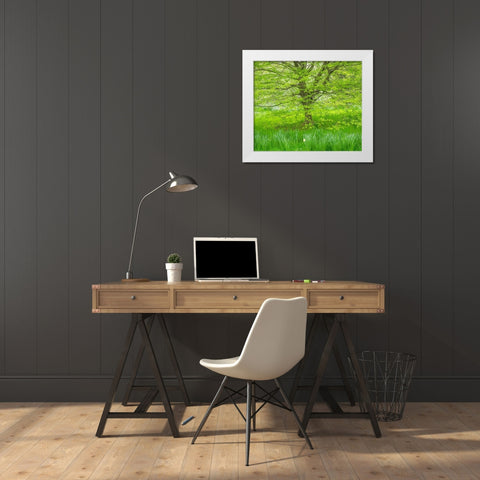 Pennsylvania-Wayne and Chanticleer Gardens spring green foliage trees and grass White Modern Wood Framed Art Print by Gulin, Sylvia