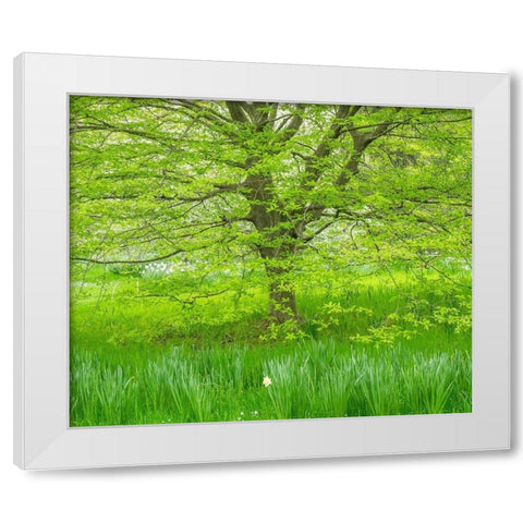 Pennsylvania-Wayne and Chanticleer Gardens spring green foliage trees and grass White Modern Wood Framed Art Print by Gulin, Sylvia