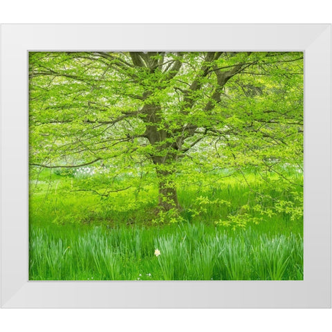 Pennsylvania-Wayne and Chanticleer Gardens spring green foliage trees and grass White Modern Wood Framed Art Print by Gulin, Sylvia