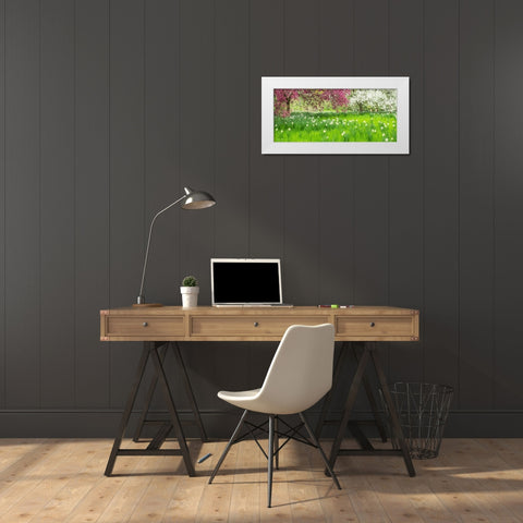 Pennsylvania-Wayne and Chanticleer Gardens springtime blooming crabapple and narcissus White Modern Wood Framed Art Print by Gulin, Sylvia