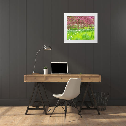 Pennsylvania-Wayne and Chanticleer Gardens springtime blooming crabapple and narcissus White Modern Wood Framed Art Print by Gulin, Sylvia