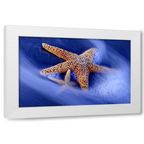 SC, Hilton Head Island Two starfish on beach White Modern Wood Framed Art Print by Needle, Charles