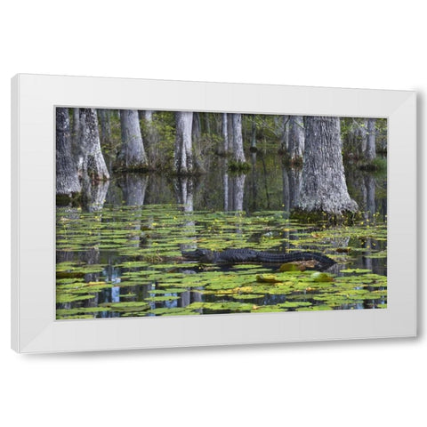SC Alligator rests on log in swamp White Modern Wood Framed Art Print by Rotenberg, Nancy
