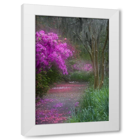 South Carolina Blooming azaleas White Modern Wood Framed Art Print by Rotenberg, Nancy