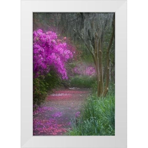 South Carolina Blooming azaleas White Modern Wood Framed Art Print by Rotenberg, Nancy