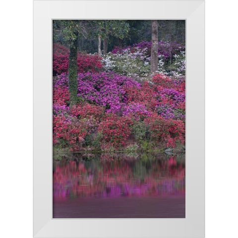 South Carolina Blooming azaleas White Modern Wood Framed Art Print by Rotenberg, Nancy