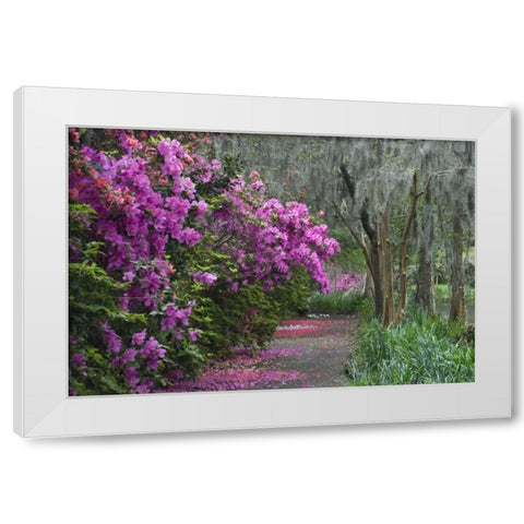 South Carolina Blooming azaleas White Modern Wood Framed Art Print by Rotenberg, Nancy