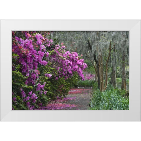 South Carolina Blooming azaleas White Modern Wood Framed Art Print by Rotenberg, Nancy
