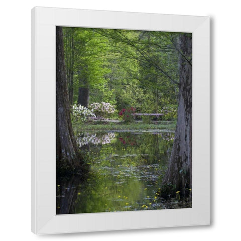 SC Azaleas and trees reflect in swamp water White Modern Wood Framed Art Print by Rotenberg, Nancy