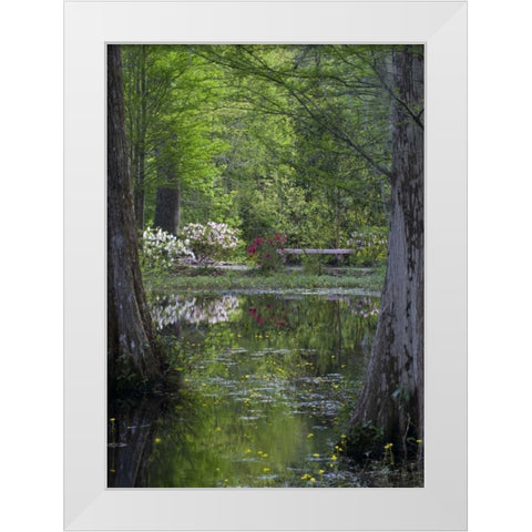 SC Azaleas and trees reflect in swamp water White Modern Wood Framed Art Print by Rotenberg, Nancy