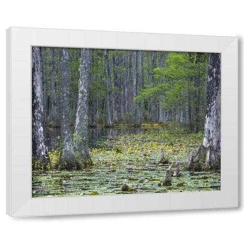 USA, South Carolina, Cypress Gardens White Modern Wood Framed Art Print by Rotenberg, Nancy