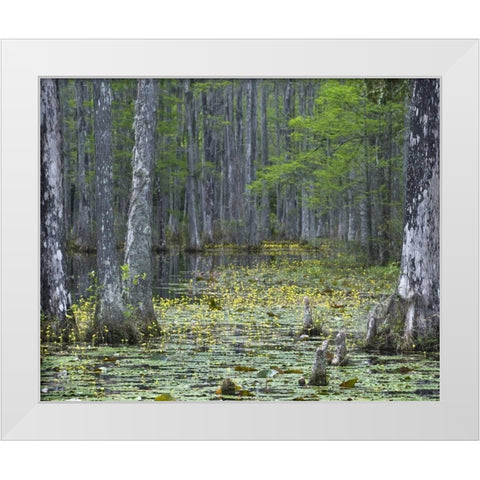 USA, South Carolina, Cypress Gardens White Modern Wood Framed Art Print by Rotenberg, Nancy